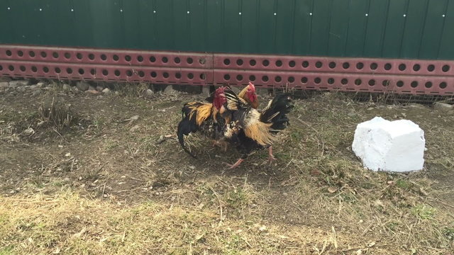 Fight of two beautiful cocks together.