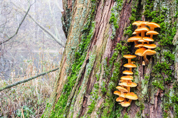 Flammulina velutipes. Enoki, Seta de pie aterciopelado o Seta de aguja de oro. Tronco de Sauce...