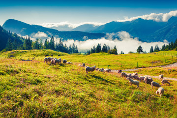 Fototapeta na wymiar Sheep on alpine pasture in sunny summer day