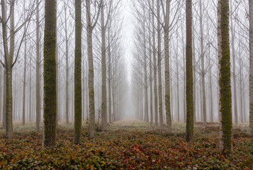 Bosque de Chopos Canadienses y niebla. Populus canadensis.
