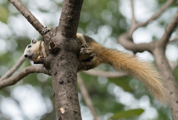 squirrel
