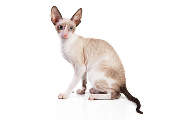 Cornish Rex kitten isolated on white background