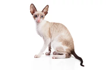 Cornish Rex kitten isolated on white background © kaprizka