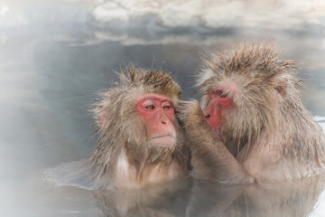 温泉を楽しむおさるさん Japanese monkey enjoys an outdoor bath