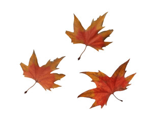Obraz premium collage Autumn maple leaves isolated on white background