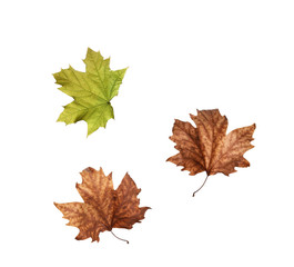 collage Autumn maple leaves isolated on white background