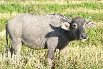 Buffalo in rice field