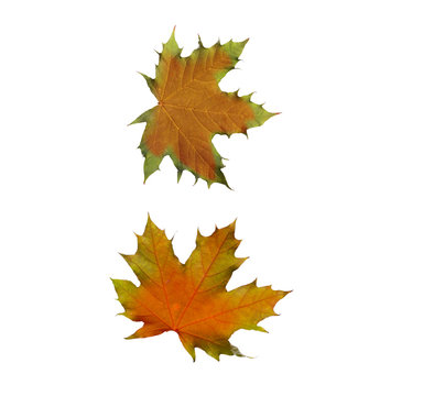 collage Autumn maple leaves isolated on white background