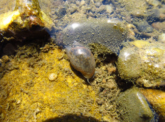 Small water snail in the shallow brook or river