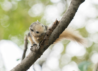 squirrel
