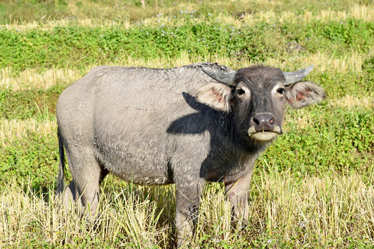 Buffalo in rice field