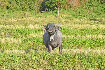 Buffalo in rice field