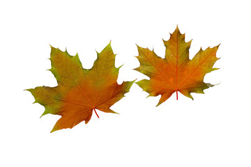 Naklejka na ściany i meble collage Autumn maple leaves isolated on white background