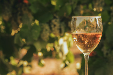 One glass of the white wine in autumn vineyard. on wooden table Harvest time, sundown on vineyard in autumn