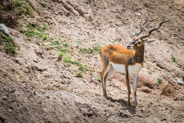 Impala antelope in the zoo.