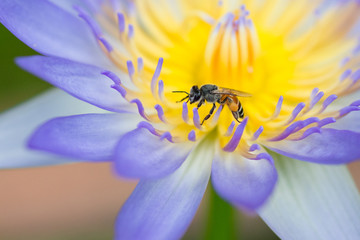 Working Bee on Purple Lotus