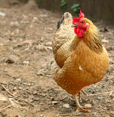  Red hen on farm. Homemade poultry. Rustic look. 
