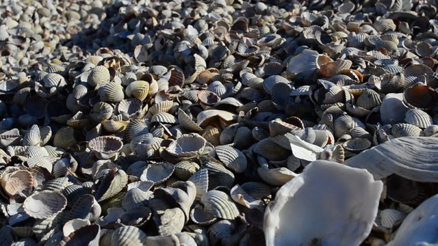 Wave and cockleshells