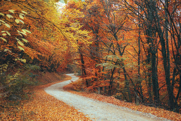Naklejka premium Beautiful autumn forest mountain path