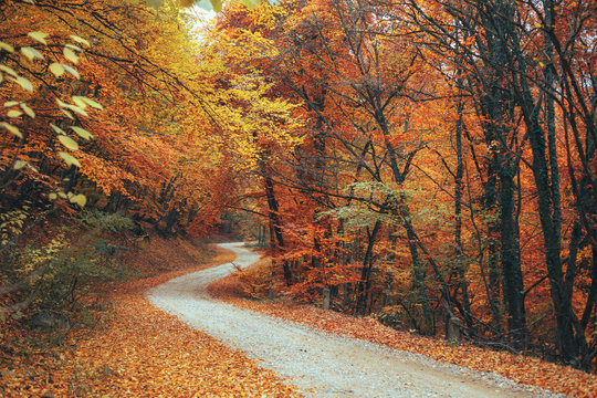 Fototapeta Beautiful autumn forest mountain path