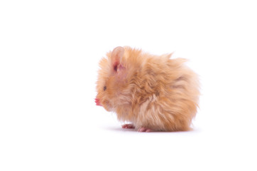 hamster