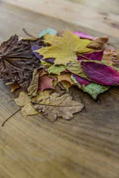 stack of colorful autumn leaves