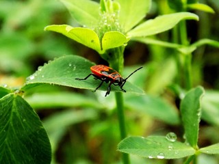 Naklejka premium Bug on wet clover after rain