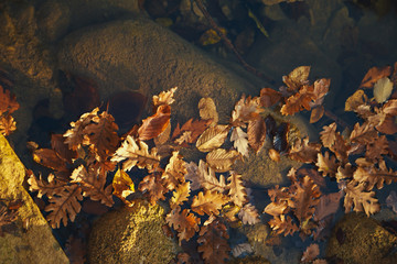 Collection of autumn forest. Autumn landscape