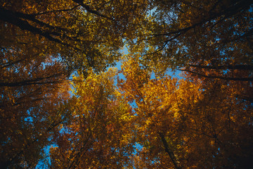 Collection of autumn forest. Autumn landscape