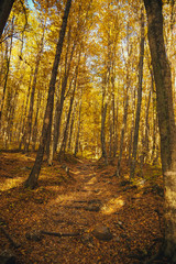 Collection of autumn forest. Autumn landscape