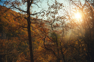 Fototapeta premium Collection of autumn forest. Autumn landscape
