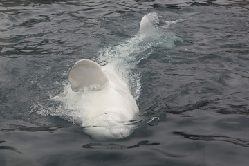Fototapeta premium White beluga swimming in saltwater pool.