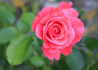 Beautiful flower pink rose 