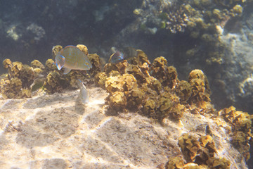 Parrotfishes in Indian Ocean near Seychelles.