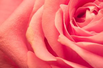 petals of pink rose macro