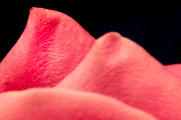 petals of pink rose macro