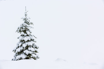 Winter snowy spruce, winter holidays - space for text