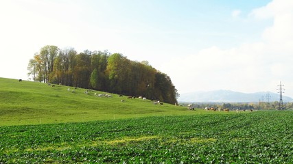 Fototapeta na wymiar landscape with green field and pasture with cows