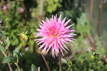 Нежно розовой георгин