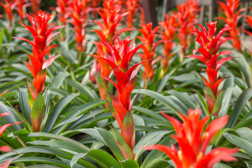 Pineapple flower