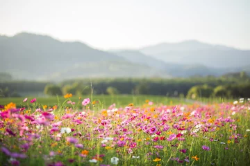 Fotobehang Kosmos bloemenvelden © littlestocker