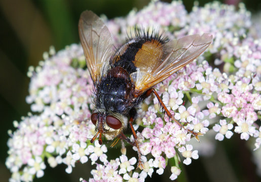 Tachinid fly