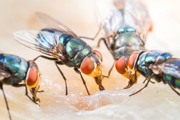 Close up of many fly or bluebottle eating dried fish - 98070081