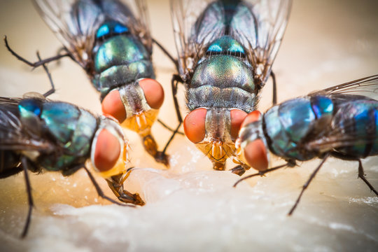 Close up of many fly or bluebottle eating dried fish