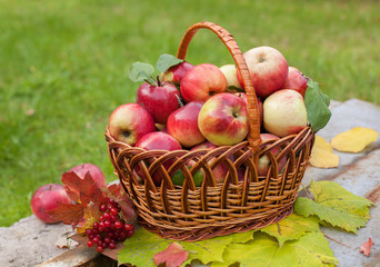 Basket with organic apples on the grass in the autumn orchard