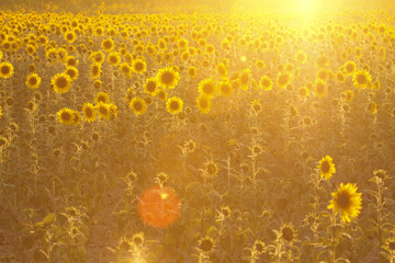 Golden sunflowers field
