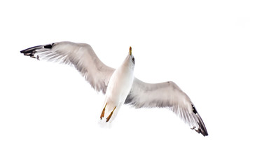 Seagull flying, gliding or soaring isolated on white