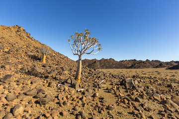 Fototapeta na wymiar Quiver Tree on rocky kopje