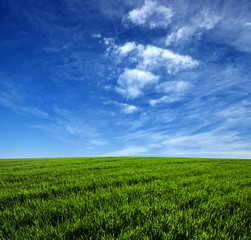 Obraz premium green field