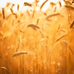 Golden ears of wheat on the field.